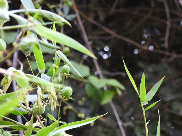 Yeşil Doğa Geçmişi Olan Güzel Hint Yabani Bektaşi Üzümü Meyvesinin — Stok fotoğraf