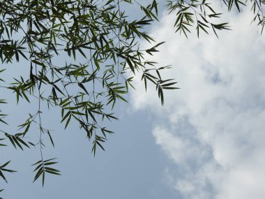 Güneş ışınları ve doğa geçmişi olan güzel Hint Bambu Ağacı 'na yakın çekim.