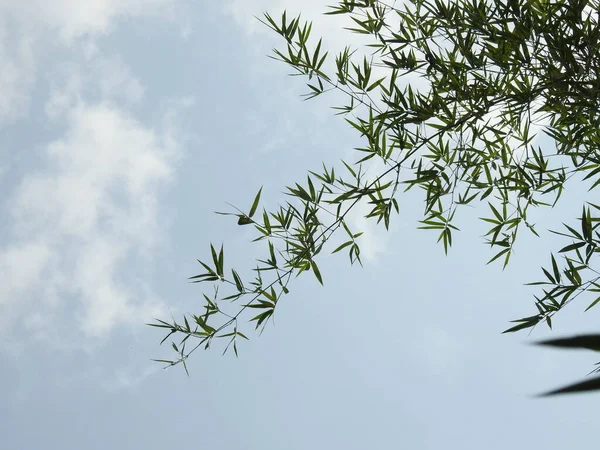 Närbild Vackra Indiska Bambu Träd Med Solstrålar Och Natur Bakgrund — Stockfoto