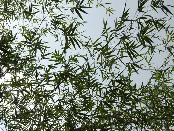 太陽の光と自然を背景に美しいインドの竹の木の閉鎖 — ストック写真