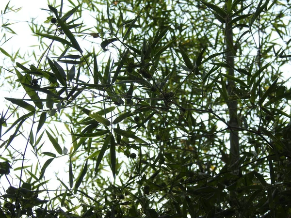 太陽の光と自然を背景に美しいインドの竹の木の閉鎖 — ストック写真