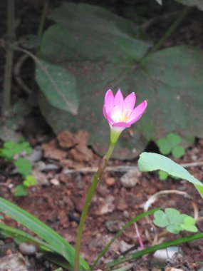 Bahçedeki güzel pembe Crocus çiçeğinin yakın çekimi.