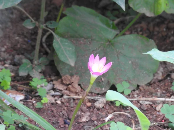 Κοντινό Πλάνο Του Όμορφου Ροζ Χρώματος Crocus Λουλούδι Έναν Κήπο — Φωτογραφία Αρχείου