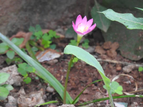 Nahaufnahme Der Schönen Rosafarbenen Krokusblüte Einem Garten — Stockfoto