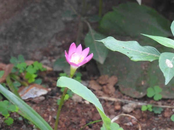 Bahçedeki Güzel Pembe Crocus Çiçeğinin Yakın Çekimi — Stok fotoğraf