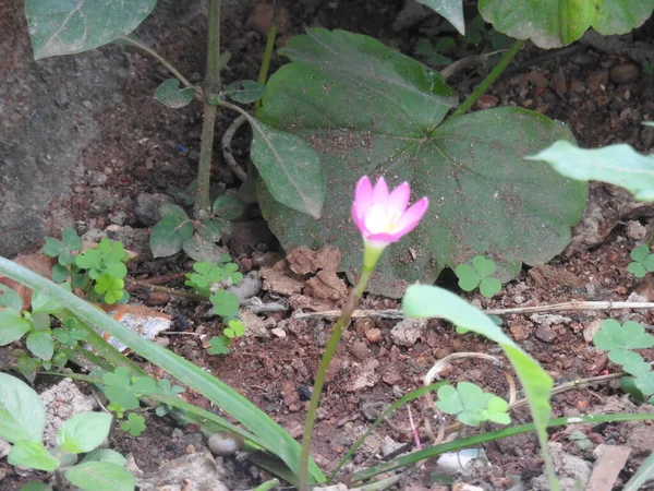 Κοντινό Πλάνο Του Όμορφου Ροζ Χρώματος Crocus Λουλούδι Έναν Κήπο — Φωτογραφία Αρχείου
