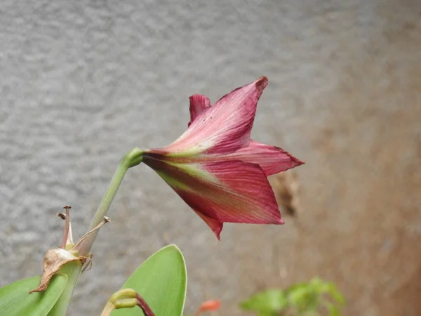 Nahaufnahme Von Schönen Blick Auf Amaryllis Rote Blume Mit Pflanze — Stockfoto