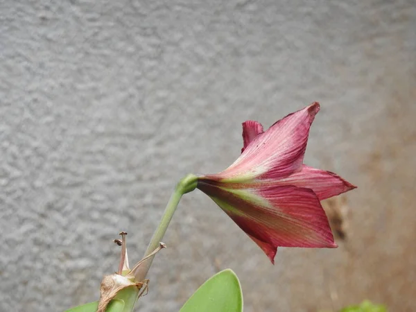 Close Bela Vista Amaryllis Flor Vermelha Com Planta Jardim Indiano — Fotografia de Stock