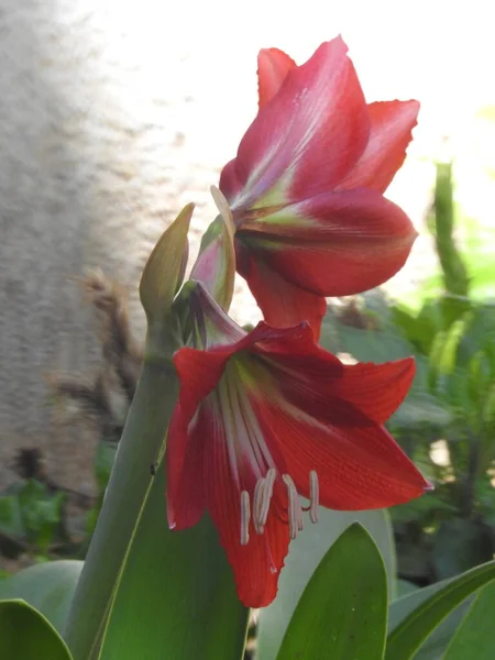 Nahaufnahme Von Schönen Blick Auf Amaryllis Rote Blume Mit Pflanze — Stockfoto