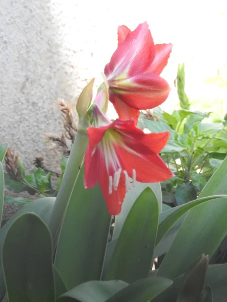 Nahaufnahme Von Schönen Blick Auf Amaryllis Rote Blume Mit Pflanze — Stockfoto