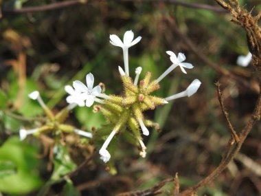 Güzel Hindistanlı vahşi beyaz yasemin çiçeğine yakın plan.