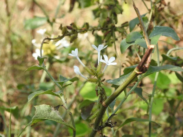Nahaufnahme Von Schönen Indischen Wilden Weißen Jasminblüten Einem Naturhintergrund — Stockfoto