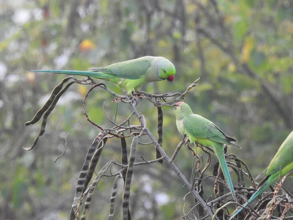 Close Belo Indiana Cor Verde Papagaio Alimentação Alimentos Para Jovens — Fotografia de Stock