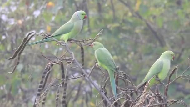 Primer Plano Hermosa India Color Verde Loro Alimentación Alimentos Uno — Vídeos de Stock