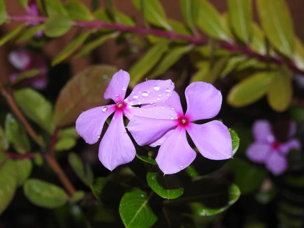 美しいピンクまたは白の色の閉鎖自然の背景を持つ植物のペリウィンクルマダガスカルの花 — ストック写真