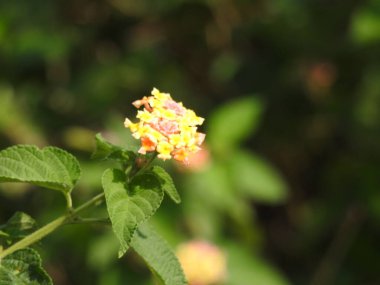 Turuncu ve siyah renkli kelebekli güzel Hint Camara Lantana 'ya yakın plan..