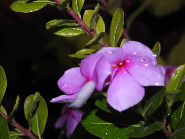 Closeup Cor Rosa Branca Bonita Periwinkle Flor Madagascar Uma Planta — Fotografia de Stock