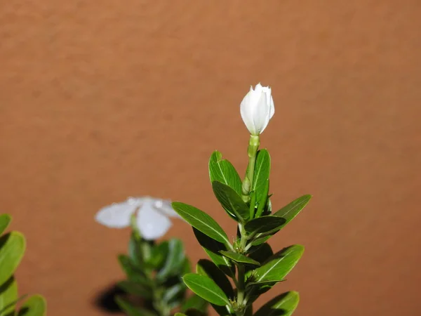 Nahaufnahme Der Schönen Rosa Oder Weißen Farbe Periwinkle Madagaskar Blume — Stockfoto