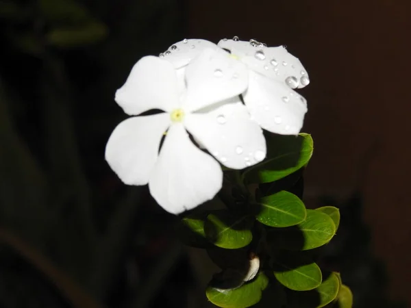 美しいピンクまたは白の色の閉鎖自然の背景を持つ植物のペリウィンクルマダガスカルの花 — ストック写真