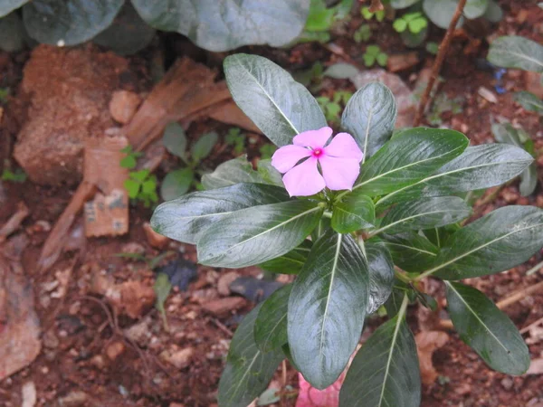 Closeup Cor Rosa Branca Bonita Periwinkle Flor Madagascar Uma Planta — Fotografia de Stock