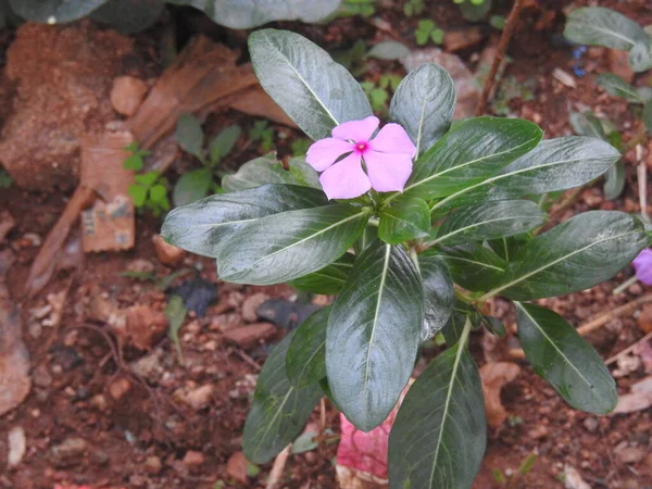Closeup Cor Rosa Branca Bonita Periwinkle Flor Madagascar Uma Planta — Fotografia de Stock