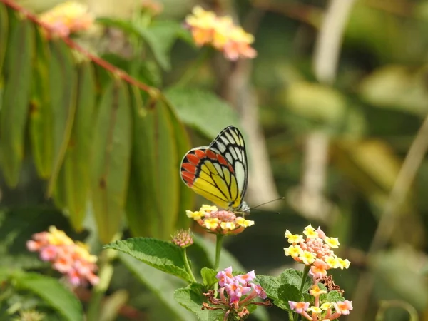 Gros Plan Belle Indienne Camara Lantana Avec Orange Noir Papillon — Photo