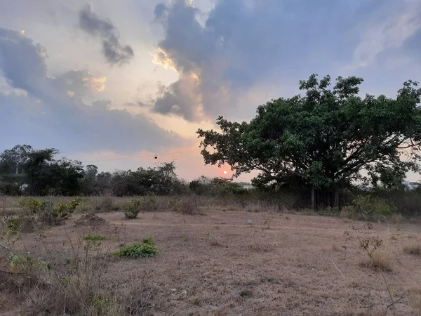 印度卡纳塔克邦班加罗尔一棵具有自然背景的巴尼亚树的日落美景 — 图库照片