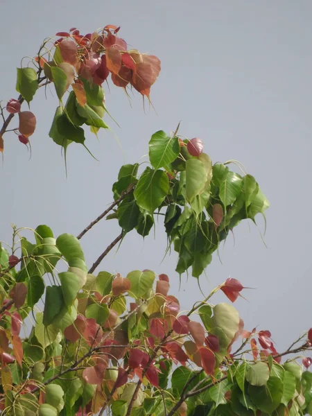 Крупный План Красивых Красочных Молодых Листьев Подглядывающих Деревьев Ветвей Фоне — стоковое фото