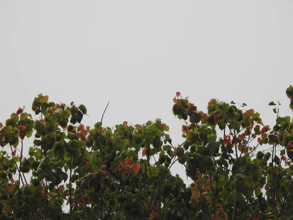 Крупный План Красивых Красочных Молодых Листьев Подглядывающих Деревьев Ветвей Фоне — стоковое фото