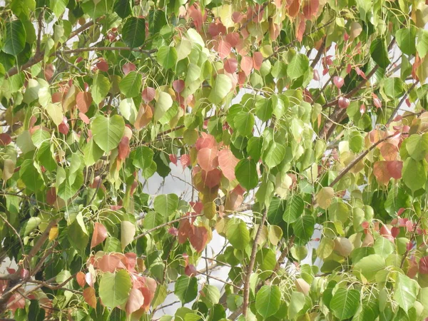 Closeup Beautiful Colorful Young Peepal Tree Leaves Branch Nature Background — Stock Photo, Image