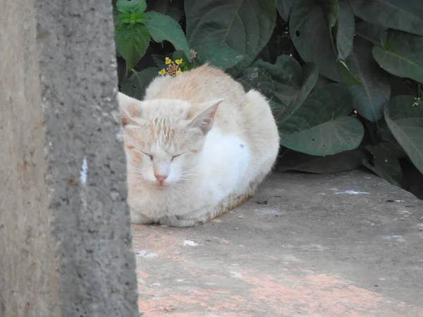インドの白と茶色の猫の自然を背景に閉鎖 — ストック写真