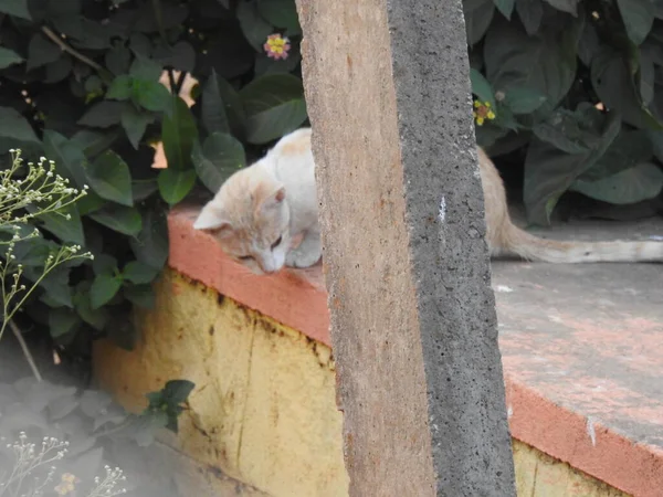 Closeup Culoare Albă Maro Indiană Pisică Într Fundal Natural — Fotografie, imagine de stoc