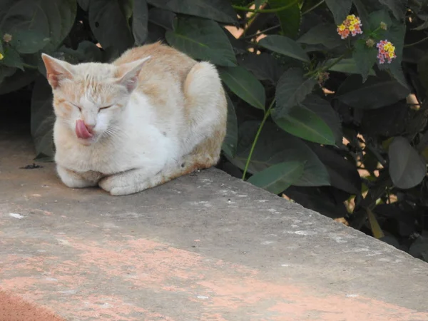 Close Van Indiase Witte Bruine Kleur Kat Een Natuur Achtergrond — Stockfoto