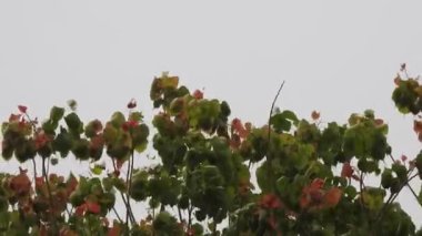 Güzel ve renkli genç dikiz ağacı yapraklarına ve doğa arka planına sahip dallara yakın.