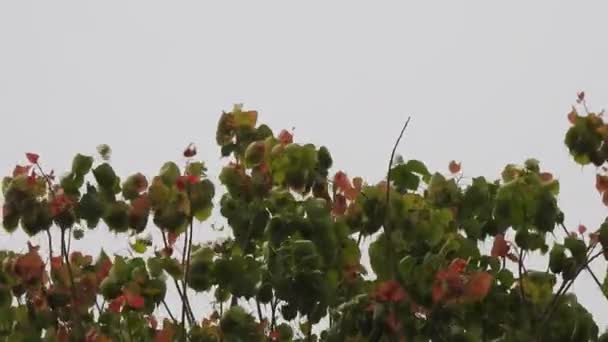 由美丽多彩的幼树树叶和有自然背景的枝条构成的屏障 — 图库视频影像
