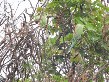 Yerli yeşil papağan, mavi gökyüzü arka planına sahip bir ağaçta oturuyor.