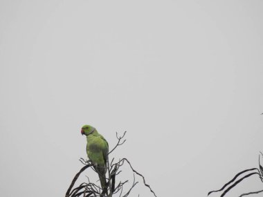 Yerli yeşil papağan, mavi gökyüzü arka planına sahip bir ağaçta oturuyor.