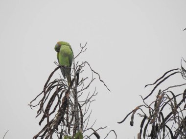 Yerli yeşil papağan, mavi gökyüzü arka planına sahip bir ağaçta oturuyor.
