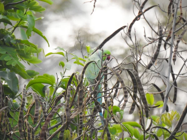 Close Belo Anel Indiano Pescoço Local Papagaio Verde Sentado Uma — Fotografia de Stock