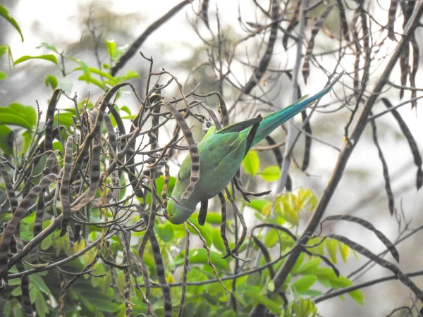 Close Belo Anel Indiano Pescoço Local Papagaio Verde Sentado Uma — Fotografia de Stock