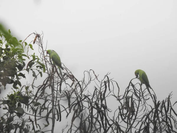 Крупный План Красивого Индийского Кольца Шеей Местного Зеленого Попугая Сидящего — стоковое фото