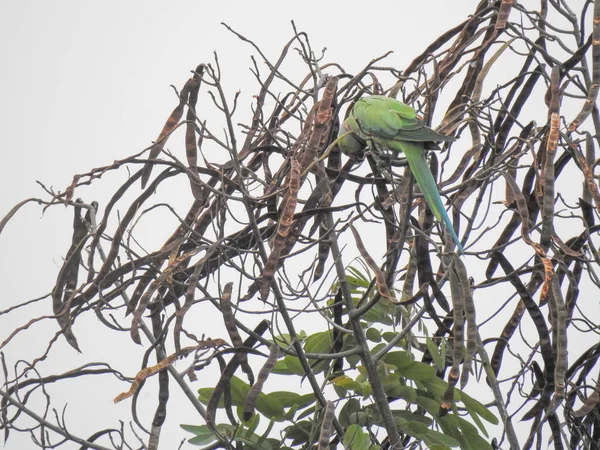 Primo Piano Bellissimo Anello Indiano Collo Locale Verde Pappagallo Seduto — Foto Stock