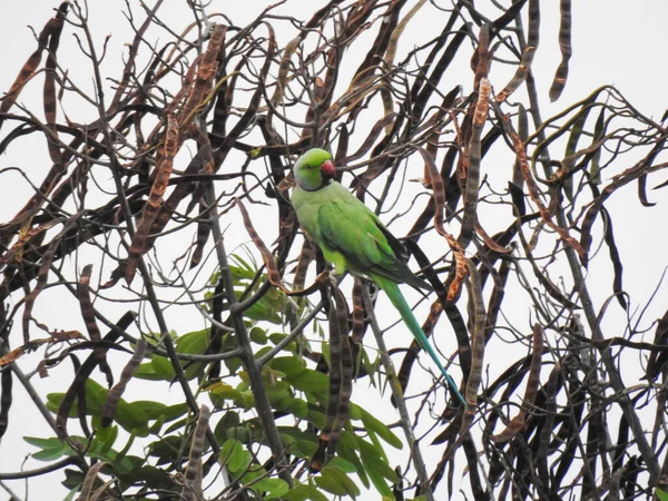 Primo Piano Bellissimo Anello Indiano Collo Locale Verde Pappagallo Seduto — Foto Stock