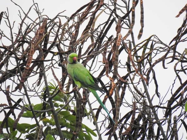 Primo Piano Bellissimo Anello Indiano Collo Locale Verde Pappagallo Seduto — Foto Stock