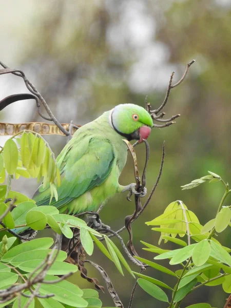 美しいインドのリングの閉鎖首飾り緑の鳥オウム自然を背景に木の上に座って — ストック写真