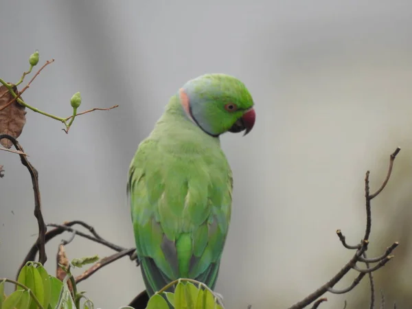 Close Belo Anel Indiano Pescoço Verde Cor Pássaro Papagaio Sentado — Fotografia de Stock
