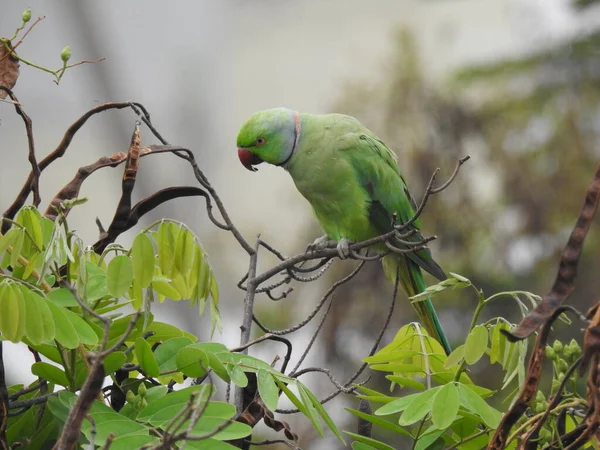 Primo Piano Bellissimo Anello Indiano Collo Uccello Colore Verde Pappagallo — Foto Stock