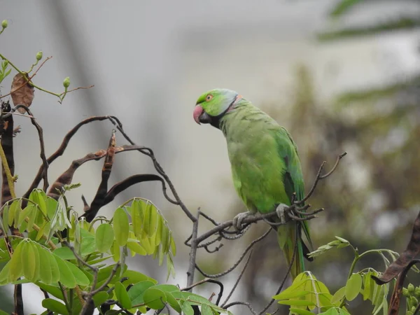 Close Belo Anel Indiano Pescoço Verde Cor Pássaro Papagaio Sentado — Fotografia de Stock