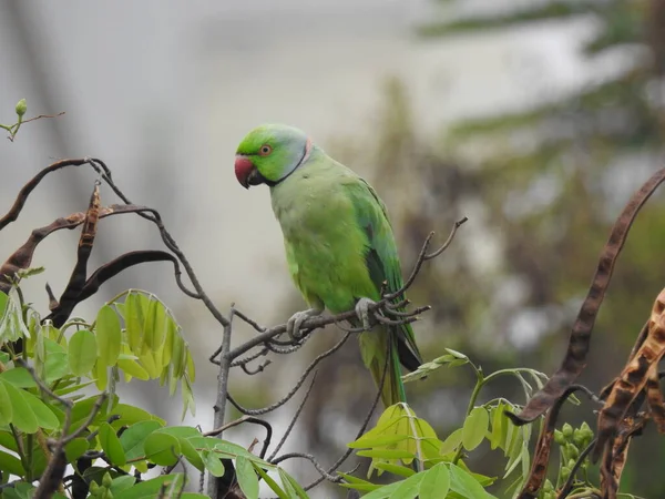 Closeup Beautiful Indian Ring Necked Green Color Bird Parrot Sitting — Stock Photo, Image