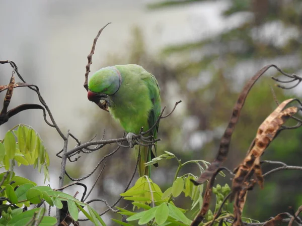 Primer Plano Hermoso Anillo Indio Cuello Verde Pájaro Loro Sentado — Foto de Stock